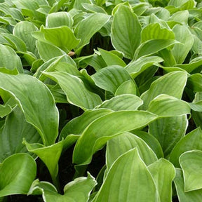 Hosta Fragrant Fire - Willemse