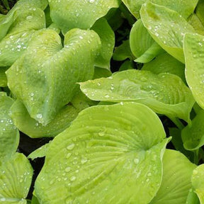 Hosta Golden Sunburst - Willemse