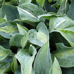 Hosta Kiwi Full Monty - Willemse