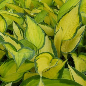 Hosta Orange Marmelade - Willemse