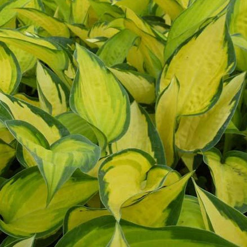 Hosta Orange Marmelade - Willemse