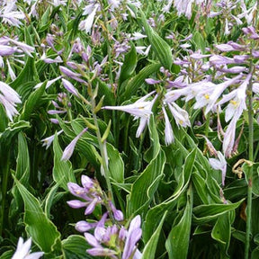 Hosta Praying Hands - Willemse