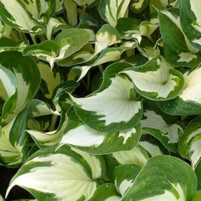 Hosta Reversed Patriot - Willemse