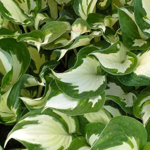 Hosta Reversed Patriot - Willemse