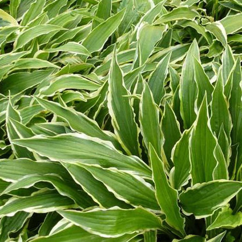 Hosta Stiletto - Willemse