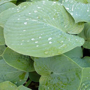 Hosta True Blue - Willemse