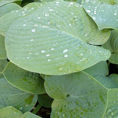 Hosta True Blue - Willemse