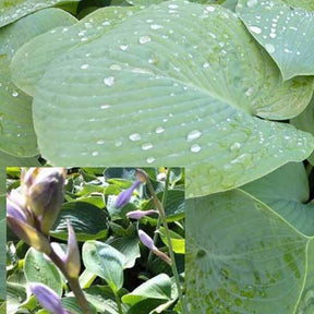 Hosta True Blue - Hosta true blue - Willemse