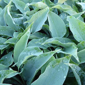 Hosta Titanium - Willemse