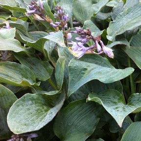 Hosta Winfield Blue - Willemse