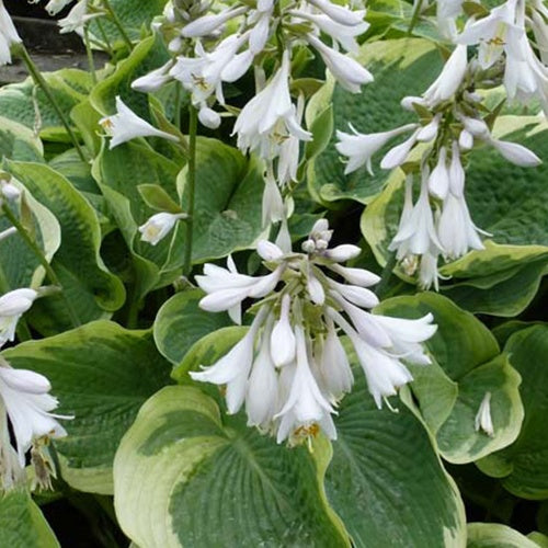 Hosta Northern Exposure - Willemse