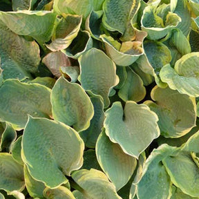 Hosta Pizzazz - Willemse