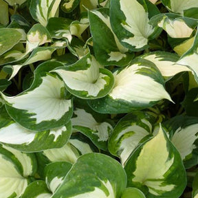 Hosta Reversed - Willemse