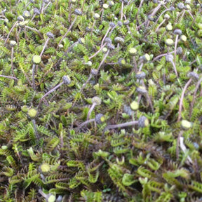 Leptinella squalida - Cotule à bractées - Plantes de rocailles