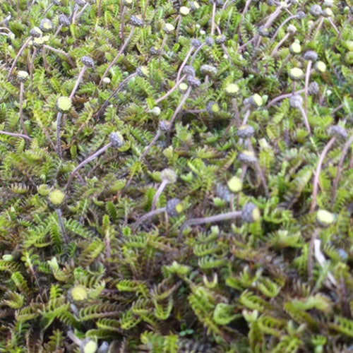 Leptinella squalida - Cotule à bractées - Plantes de rocailles