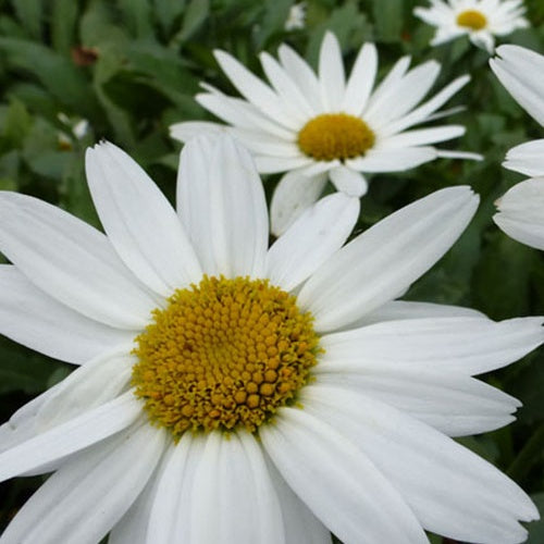Marguerite d'été Gruppenstolz - Willemse