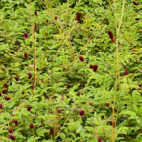 Pimprenelle Cangshan Cranberry - Sanguisorbe - Willemse