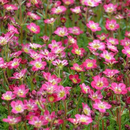Saxifrage mousse Pixie - Willemse