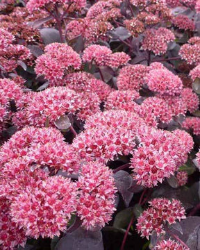 Sedum José Aubergine - Willemse
