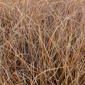 Laîche Milk Chocolate - Carex - Willemse