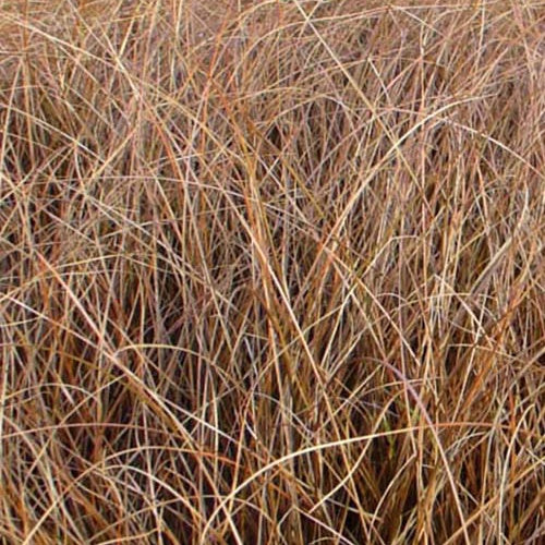 Laîche Milk Chocolate - Carex - Willemse