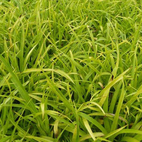 Luzule des bois Solar Flare - Willemse