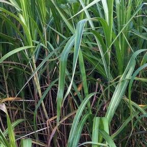 Miscanthus giganteus (floridulus) - Eulalie gigantesque - Eulalie - Roseau de Chine