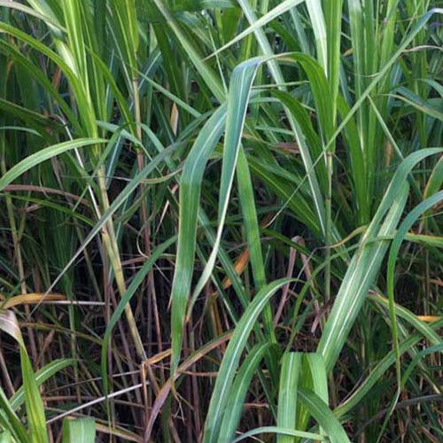 Miscanthus giganteus (floridulus) - Eulalie gigantesque - Eulalie - Roseau de Chine