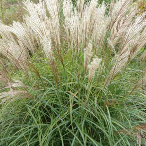 Miscanthus sinensis china - Eulalie China - Eulalie - Roseau de Chine