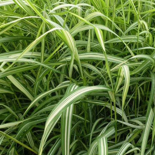 Phalaris Luteopicta -Baldingère faux roseau - Willemse