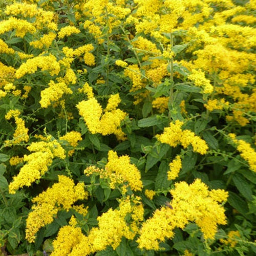 Solidago rugosa - Willemse