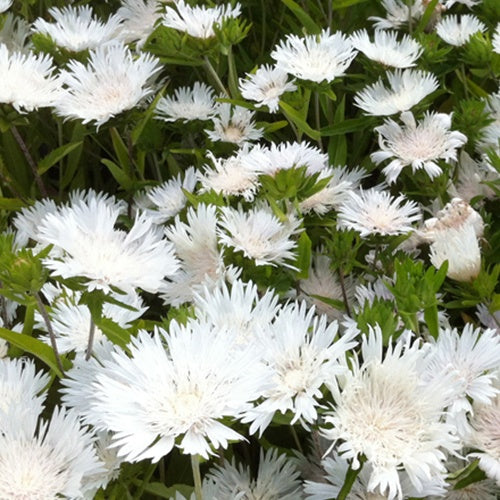 Stokesia Träumerei - Bleuet d'Amérique - Willemse