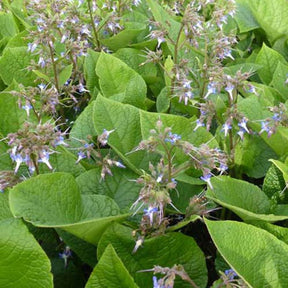 Trachystemon orientalis - Bourrache du Caucase - Vivaces couvre-sol