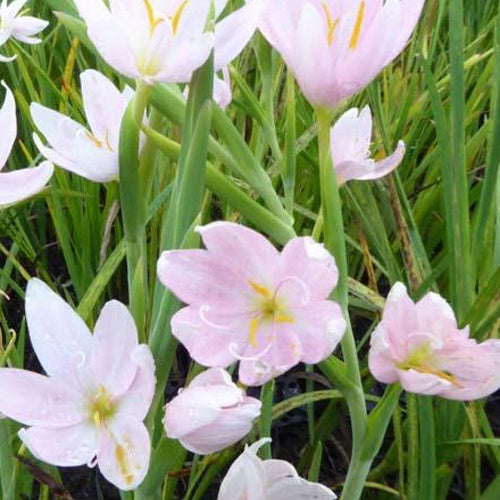 Lys des cafres blanc - Schizostylis coccinea alba - Willemse