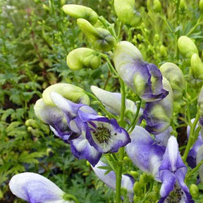 Aconit Bicolor - Willemse