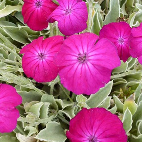 Lychnis - Coquelourdes - Coquelourde des jardins Atrosanguinea - Lychnis coronaria atrosanguinea