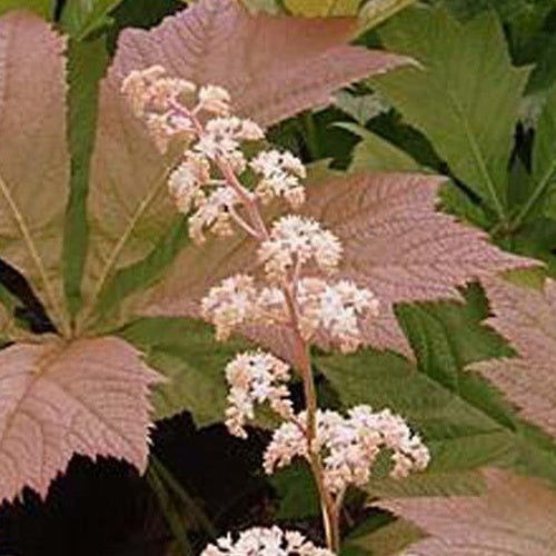 Rodgersia à feuilles de marronnier Irish Bronze - Willemse