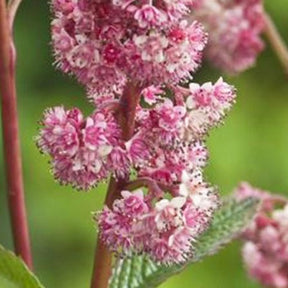 Rodgersia Dark pokers - Willemse