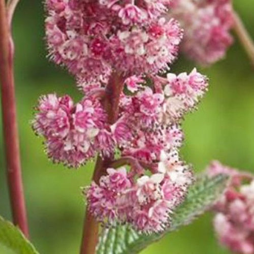 Rodgersia Dark pokers - Willemse
