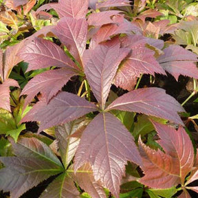 Rodgersia à feuilles pennées Braunlaub - Willemse
