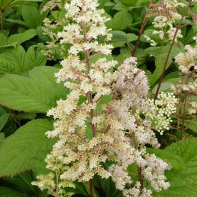 Rodgersia à feuilles de sureau - Willemse