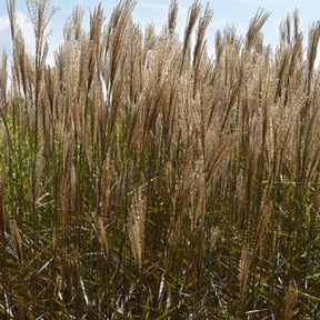 Miscanthus sinensis Dronning Ingrid - Eulalie Dronning Ingrid - Eulalie - Roseau de Chine