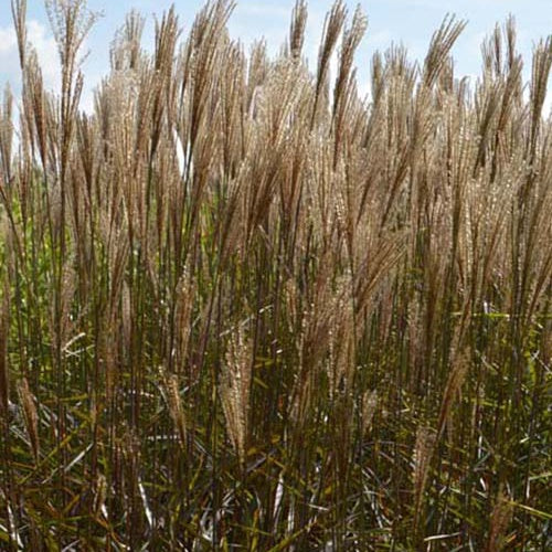 Miscanthus sinensis Dronning Ingrid - Eulalie Dronning Ingrid - Eulalie - Roseau de Chine