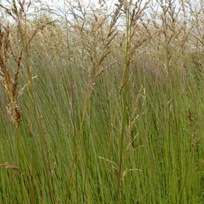 Molinie élevée Fontäne - Willemse