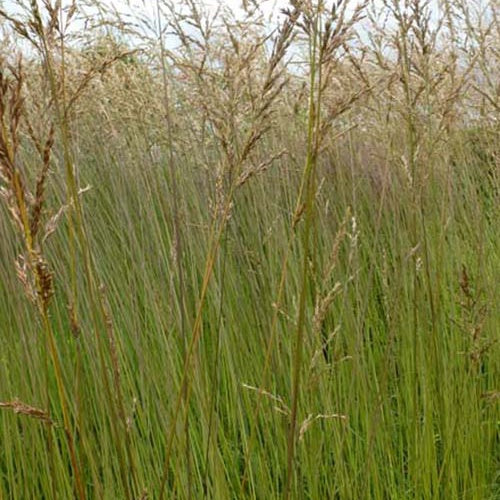 Molinie élevée Fontäne - Willemse