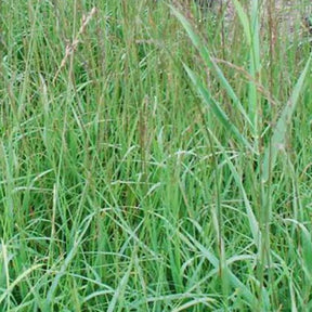 Molinie bleue Dauerstrahl - Willemse