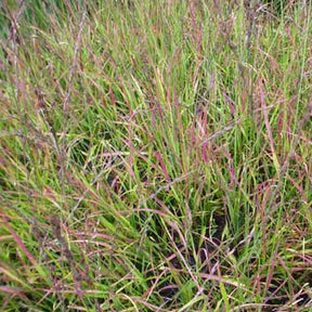 Molinie bleue Rotschopf - Willemse