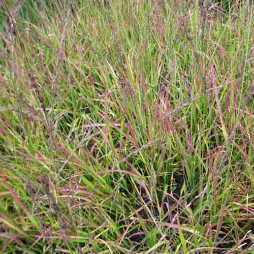 Molinie bleue Rotschopf - Willemse