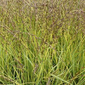 Molinie bleue Variegata - Willemse