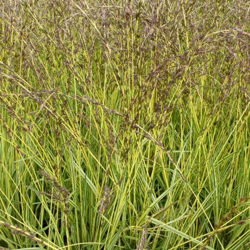 Molinie bleue Variegata - Willemse